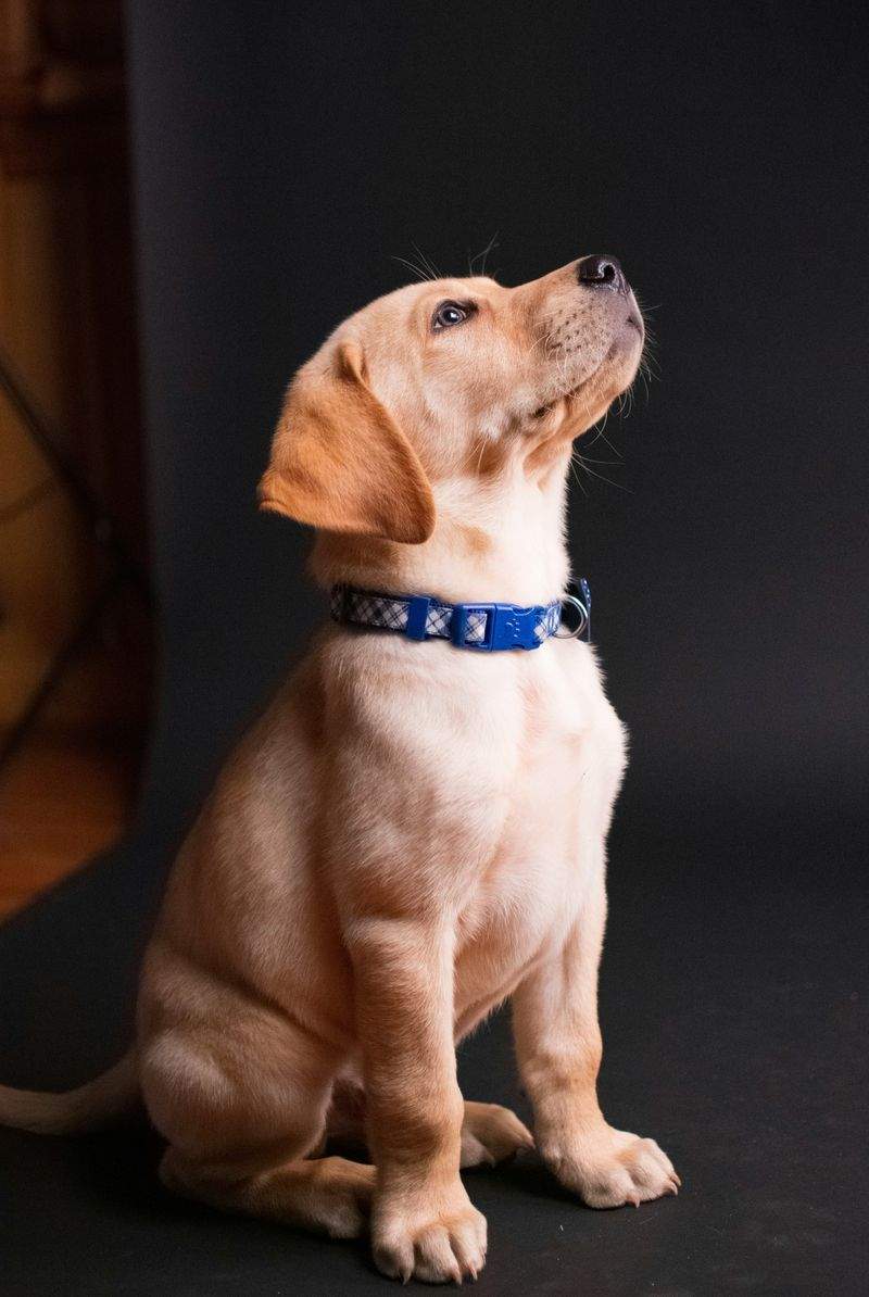 Welcome to Paw Haven Pet Care, where your pet's happiness is our priority.